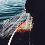 Credito d’imposta investimenti agricoltura/pesca/acquacoltura